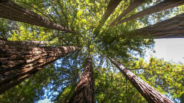 How Our Tree Care Process Works  in  Mulberry, AR